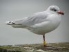 Mediterranean Gull at Southend Pier (Steve Arlow) (50228 bytes) Mediterranean Gull at Southend Pier (Steve Arlow) (50228 bytes)